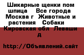 Шикарные щенки пом шпица  - Все города, Москва г. Животные и растения » Собаки   . Кировская обл.,Леваши д.